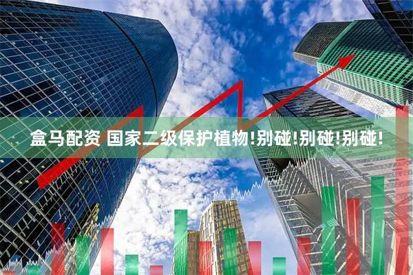 盒马配资 国家二级保护植物!别碰!别碰!别碰!